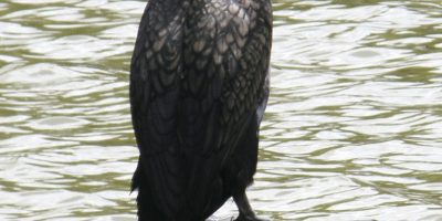 cormorant on no fishing sign.jpg